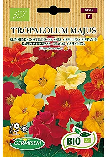 Capucine grimpante Tropaeolum majus