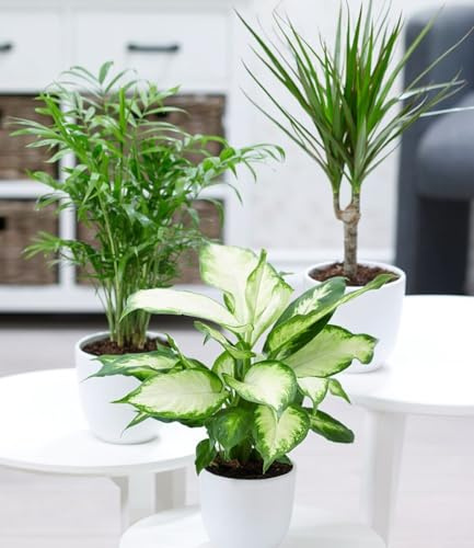 BALDUR Garten 3er Mix Luftreinigende Zimmerpflanzen 'Classic', Pflanzen im 12 cm-Topf, je 1x Bergpalme, Dieffenbachie, Dracena, luftreinigende Grünpflanzen, pflegeleicht, mehrjährig-frostfrei halten