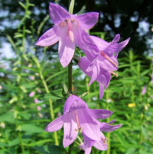 12 unità Campanula Persicifolia 'Telham Beauty' - Campanula a Foglia di Pesco Vaso 9x9cm ±1 m² - Fiori Blu e Foglie Durevoli, Perfetto per Giardini e Bordure