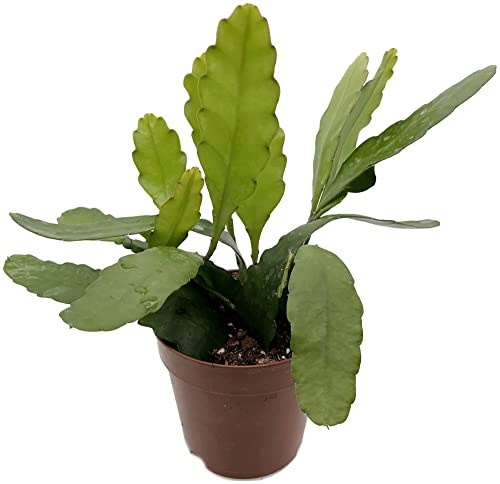 Fangblatt - Epiphyllum 'Frühlingsgold' - Blattkaktus Blütenfarbe gelb - im Ø 12 cm Topf - außergewöhnlicher Kaktus