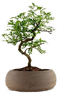 Pepe Bonsai Altezza 30 cm, Pianta Vera, Pianta da Interno, Vaso Artigianale di Terracotta - Marrone