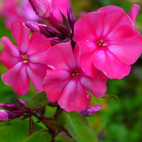 Phlox paniculata 'Tenor' - Hardy Cottage Garden Perennial, Fragrant Magenta Blooms, Slug & Mildew Resistant, Butterfly Attracting - 1x 1 Litre Potted Plant by Thompson & Morgan