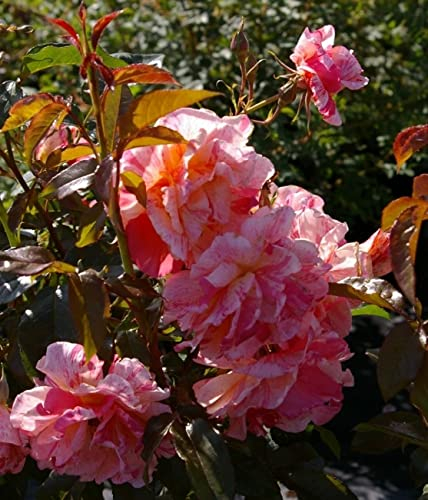 Baumschule Pflanzenvielfalt Edelrose Paul Gauguin® - Rosa Paul Gauguin® - Malerrose - orange-gelb-rosa - Duft+