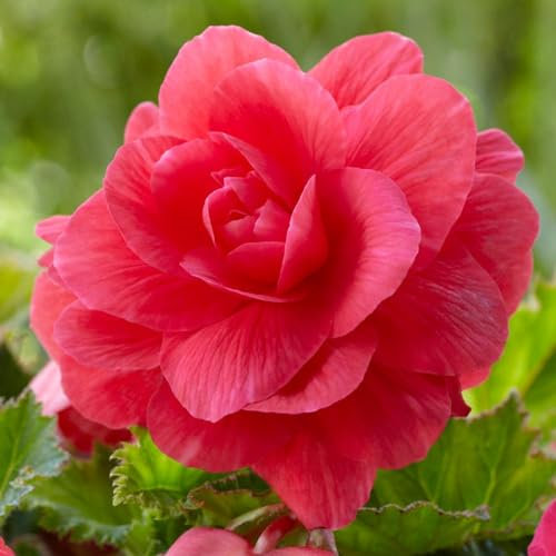 Carbeth Plants - 20 x Begonia Double Pink Summer Tubers - Large Headed Long Flowering Season Perennial Bulb Corms - Low Maintenance Pollinator Friendly - Grow in Beds, Borders and Patio Pots