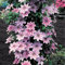 CFGRDEW Clematis winterhart mehrjährig pflanzen - Clematis winterhart mehrjährig immergrün-6knollen-J