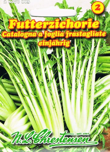 Futterzichorie Zichorie