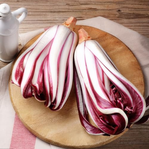 Semi di cicoria perenni, invernali di radicchio resistenti all'inverno, cicoria resistenti 250pcs