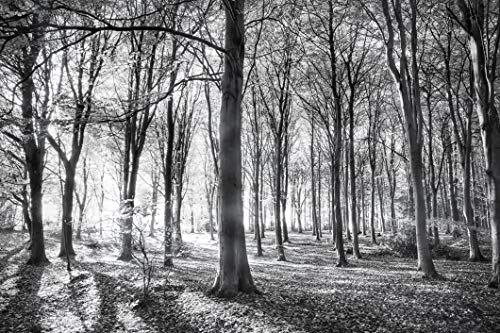 WALD Fototapete VLIES-400x260 cm (1408A)-Natur Landschaft Herbstwald Bäume Schwarz Weiß Wandtapete-Inkl. Kleister-Vliestapete Bild Dekoration Wand-Dekor Moderne Motiv-Tapete Panorama Poster XXL