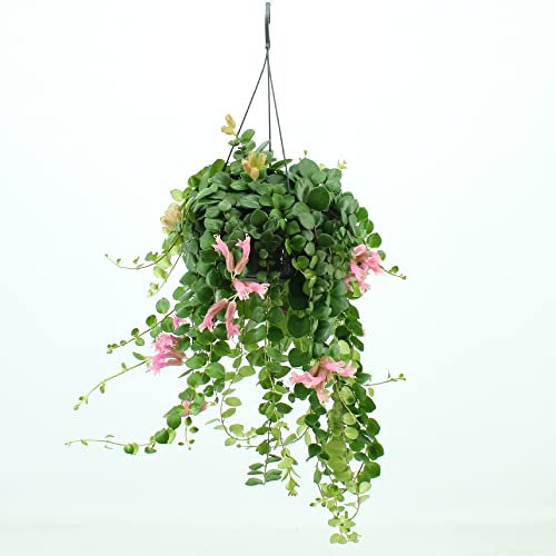 Lipstick Plant | Aeschynanthus Pink Polka | Trailing Easy Care Plant in a 14cm Hanging Pot