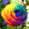 Rosenzwiebeln, Kletterpflanzen,Duftende Blumen, Im Freien,Geeignet FüR TöPfe,Winterharte Staude,Rosen,Rosen Pflanzen Winterhart-1zwiebeln-B