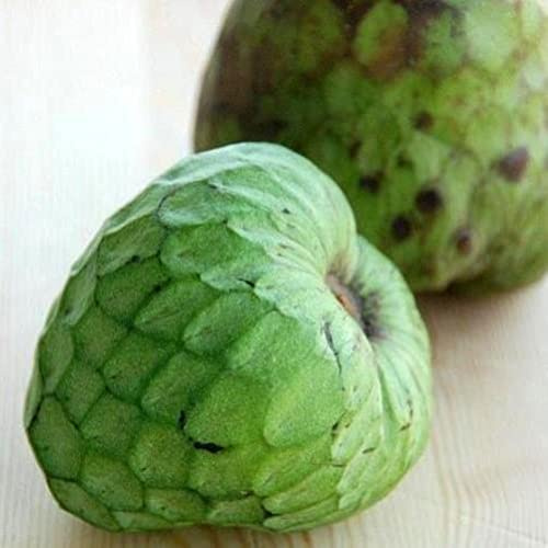 Vivaio Garden Forest Annona Cherimola Cumbe – Albero da Frutto Tropicale, Pianta di Cherimoya con Frutti Dolci Esotici