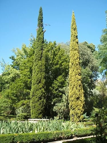 100 Semi di Cupressus sempervirens (Cipresso Mediterraneo o Italiano) – Conifera Sempreverde Ornamentale e Resistente – Ideale per Giardino e Siepi