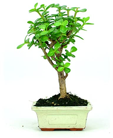 Bonsái Natural de Fácil Cuidado Portulacaria Afra Perfecta para la Decoración del Interior o el Exterior de la Casa