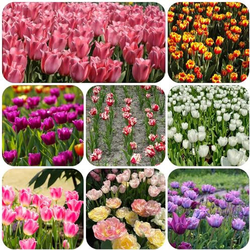 tulpenzwiebeln winterhart mehrjährig, tulpen zwiebeln steingartenpflanzen topf pflanze frühblüher Balkonpflanzen Balkonblumen winterhart, Stauden tulpenzwiebel dekoration Tulpenknolle 9pcs