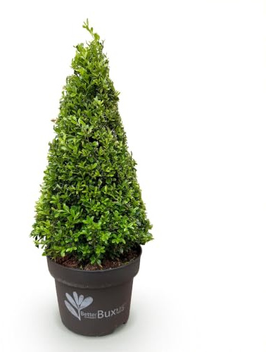 GreenboutiQ - Buis Pyramide - BetterBuxus Skylight - Résistant à la Pourriture du Buxus - 1 Plante - Pot 23cm Hauteur 60-70cm