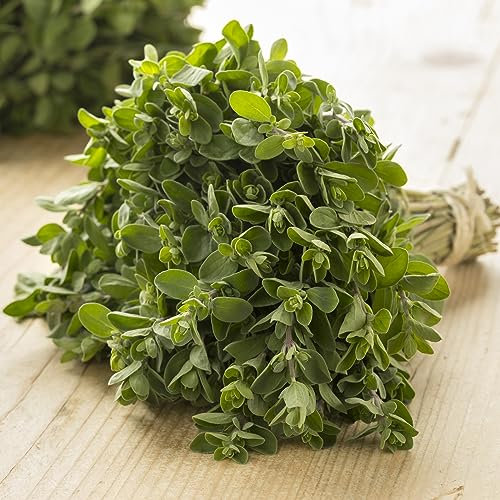 Sweet Marjoram Herb Seeds Origanum majorana Variety - Approximately 1000 Organic Seeds
