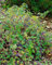 Ampelopsis brevipedunculata 60-100 cm - Porzellanbeere, bunte Beeren, Herbstfärbung, ideal für Rankgerüste, pflegeleicht und dekorativ