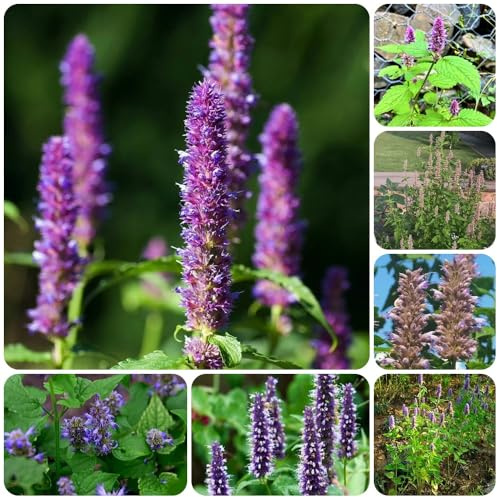 Semillas de ortiga fragante, verdes Agastache foeniculum, semillas de medicinales jardín de exóticas 150pcs