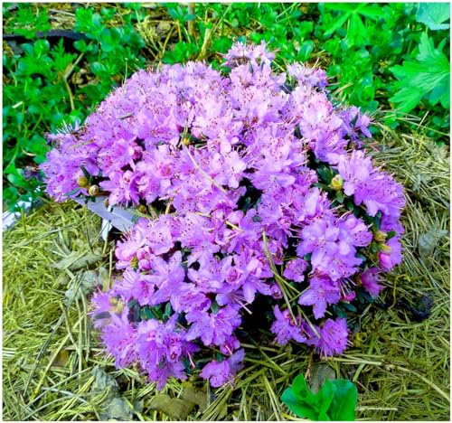 GrowOn Shrubs Dwarf Rhododendron Japonica 'Blue Diamond' | Evergreen Shrub | Outdoor Garden Ready Plant | Spring Flowering | Violet Flowers