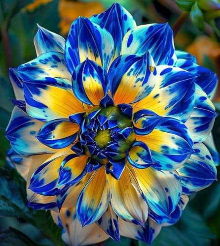 Rizoma de Dalia perenne: adecuado para plantación al aire libre- diseño de paisaje y siembra en primavera y otoño-10 Rizomas-h