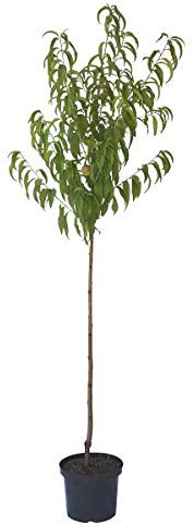 Anneliese Rudolph Pfirsichbaum weißleischig sehr aromatisch Halbstamm ca. 150-170 cm 9,5 L Topf