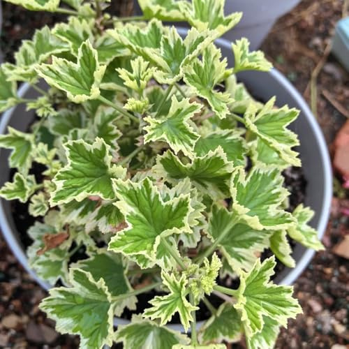 Geranios perfumados, semillas de geranio limón - semillas de extraño jardín verdes silvestres balcón para camas elevadas 70pcs