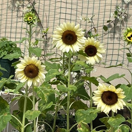 sonnenblumen samen mehrjährig winterhart - pflanzen garten winterhart mehrjährig, winterharte stauden mehrjährig sonnenblumensamen garten pflanzen winterharte, wildblumen samen 100pcs