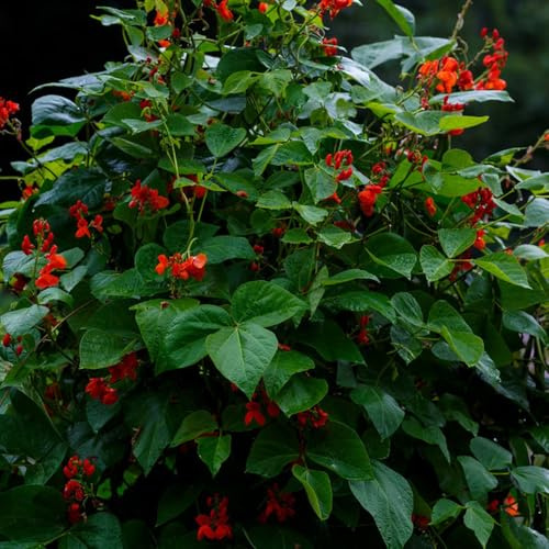 Semillas de frijol trepador orgánicas, Phaseolus coccineus - exóticas de variedades 30pcs