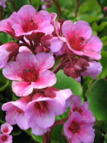 Staudenkulturen Wauschkuhn Bergenia Hybride 'Herbstblüte' - Bergenie - Staude im 11cm Topf