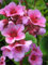 Staudenkulturen Wauschkuhn Bergenia Hybride 'Herbstblüte' - Bergenie - Staude im 11cm Topf