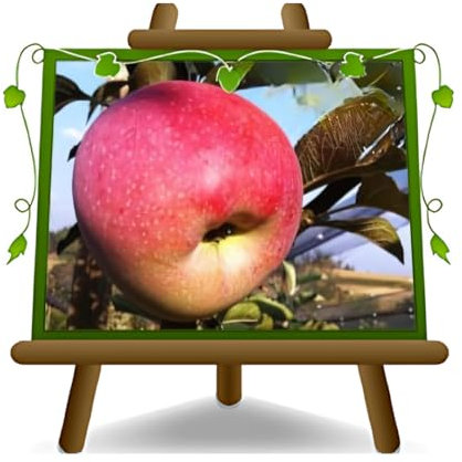 pommier Florina Plante fruitière vieux sur un pot de 20 - max 170 cm - 2 ans