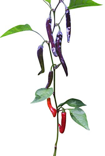 Cayenne Purple/Violett 10 Samen (Eine der bekanntesten Chili's der Welt) in Violetter Farbe (RAR)