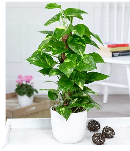 BALDUR Garten Efeutute am Moosstab,1 Pflanze,Epipremnum,immergrüne Zimmerpflanze, pflegeleicht und unkompliziert,luftreinigende Kletterpflanze,herzförmige, marmorierte Blätter,für Wohnräume und Büro