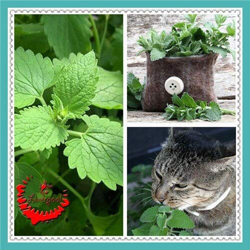 Sump Fresh 100pcs semillas de menta para plantar mixtas