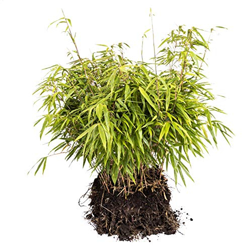 Schirmbambus Fargesia rufa in extrastarker Solitärqualität! Für Garten, Kübel, Trog, Beet & Terrasse; Bambus als Sichtschutz, Bambushecke in der modernen Gartengestaltung (2 Stk, Maxiballen)