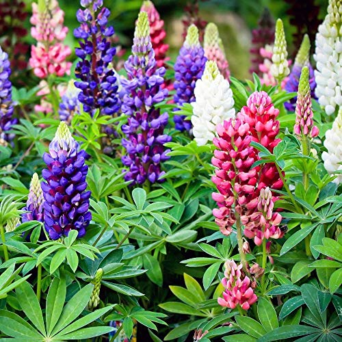 Lupine, large-leaved Lupine gemischt Samen - Vielblättrige Lupine