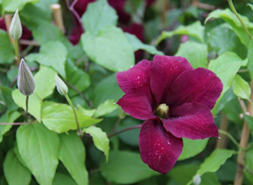 Clématite Niobe C 2 Litres