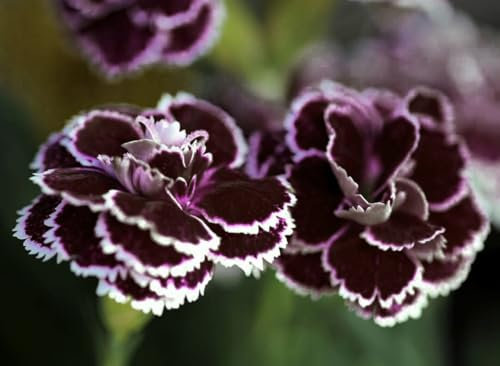 50 Graine Semence - Oeillet de chine - NOIR et BLANC - Rare - Fleur Jardin - 201