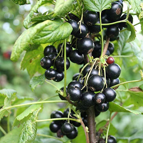 Blackcurrant Summer Pearls Patio Hardy Shrub Garden Plants Easy to Grow Your Own 3X 9cm Potted Plants by Thompson and Morgan