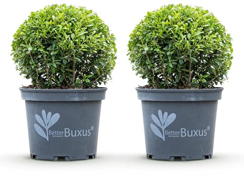 GreenboutiQ - Buxus Boule - BetterBuxus Skylight - Résistant à la Maladie du Buxus - 2 plantes - pot 23cm boule 25cm