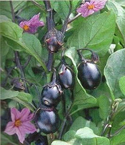 Bambino Eggplant Seeds
