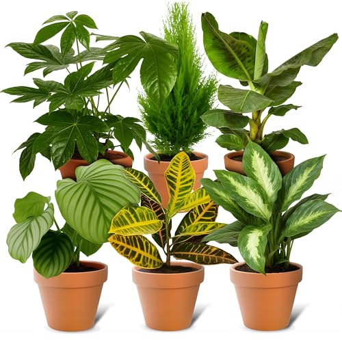Set da 5 pezzi | sorpresa per piante | +/- 40 – 70 cm | Ø 12 – 15 cm vaso | Piante per casa e ufficio, qualità professionale – spedizione rapida delle piante, verde
