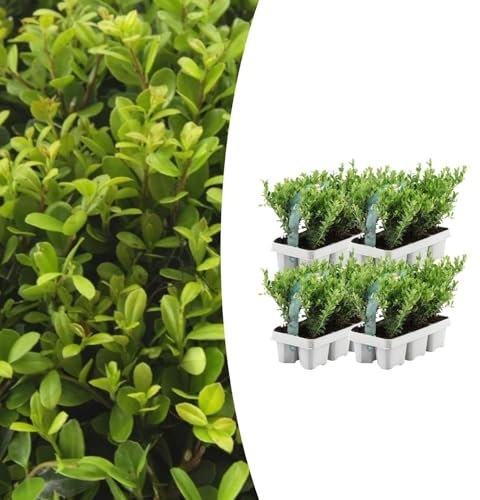 Ilex crenata 'Jenny' | 24 pièces - 15cm - Ø7cm - Plante de jardin