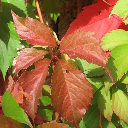 Wilder Wein - Parthenocissus quinquefolia - 50-60 cm Topf