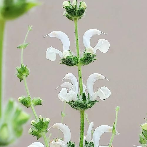 Semi di salvia - in vaso tappezzante resistente interna giardino sul balcone raro, adatte al pieno sole, 650pcs