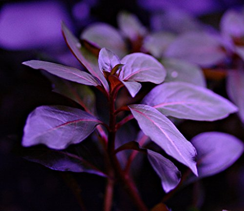 Ludwigia Repens Diamond Red x1 Bunch - plante vivante pour aquarium