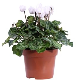 Pianta di Mini Ciclamino Pianta da esterno ornamentale in vaso di plastica fiori vari colori Pianta vera venduta da eGarden.store (Bianco)