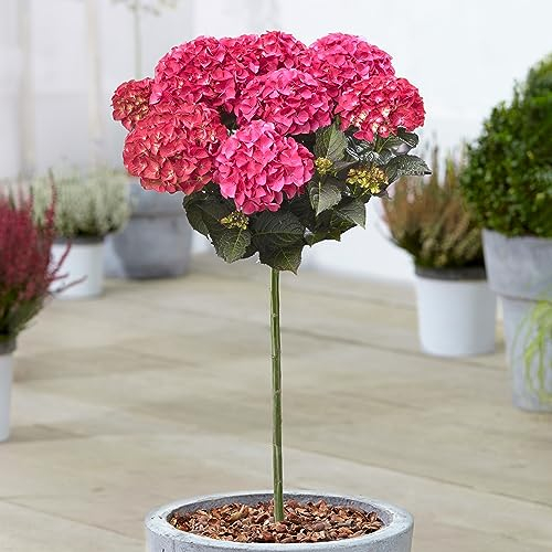 Hydrangea Dark Angel Patio Tree - Hardy Outdoor Plants for Garden - Grow Your Own Flowering Trees - Hydrangea Plants Outdoor Garden Ready in Pot (70-80cm Incl. Pot)
