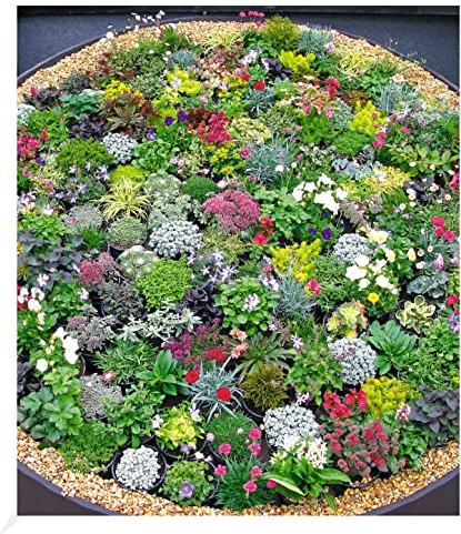 BALDUR Garten Steingarten-Stauden-Mix,10 Pflanzen winterhart Grasnelke, Glockenblumen, leuchtendes Carex und attraktive Sedum-Arten, winterharte Stauden, winterharte Stauden, trockenresistent