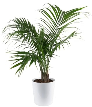 Costa Farms Majesty Palm Live Plant in Decorative Pot, Large Indoor Houseplant, Perfect for Home, Room, or Office Decor, Great House Warming or Birthday Gift, 3-4 Feet Tall